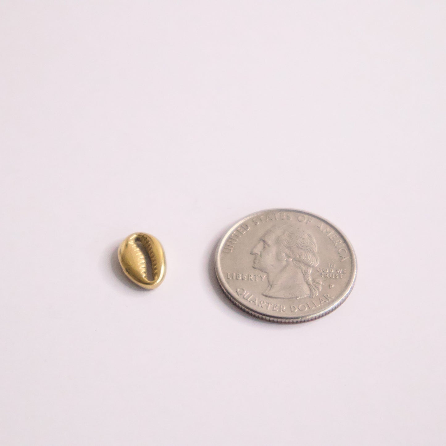 SEA SHELL SIZE